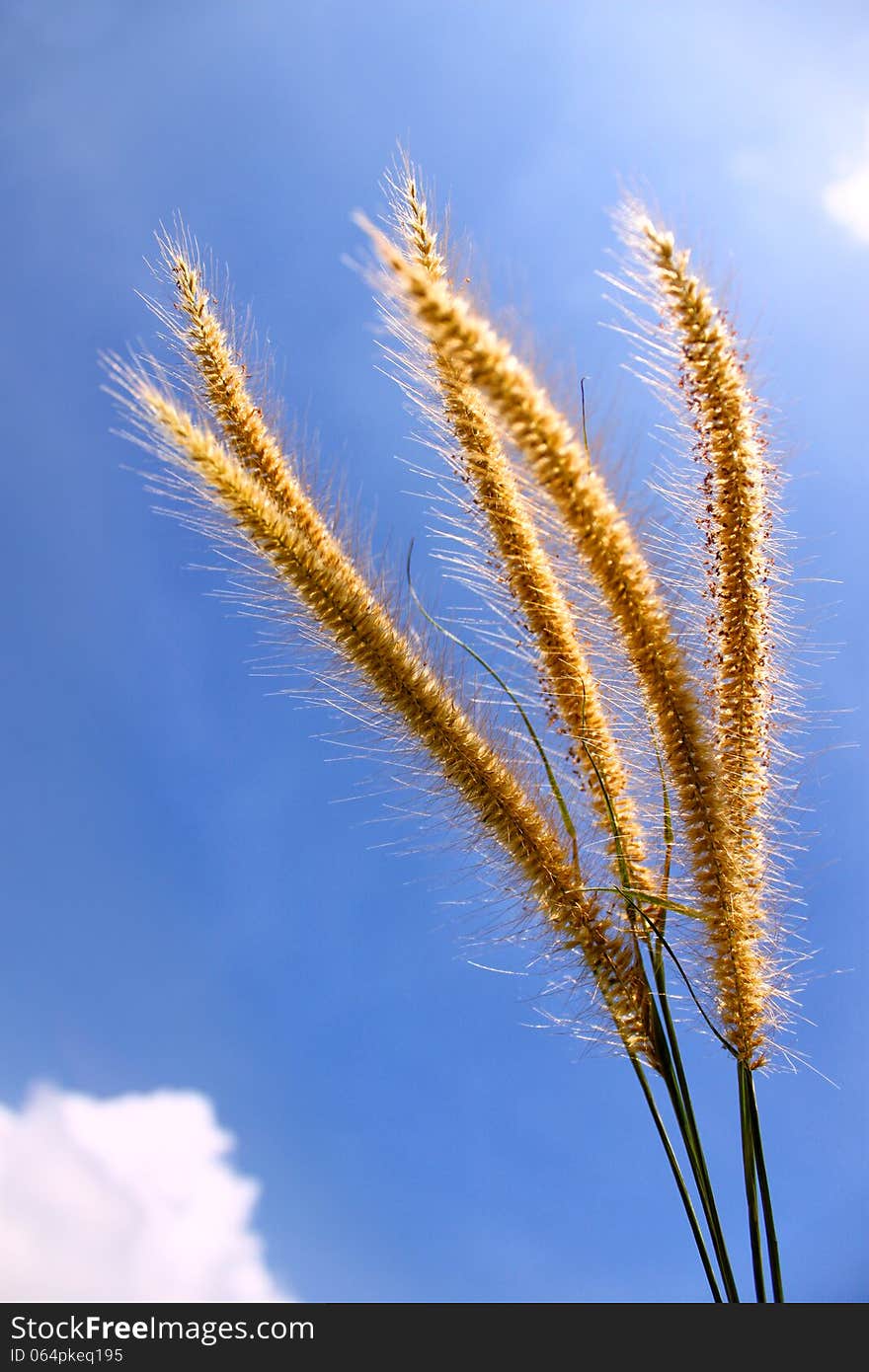 Grass Flower