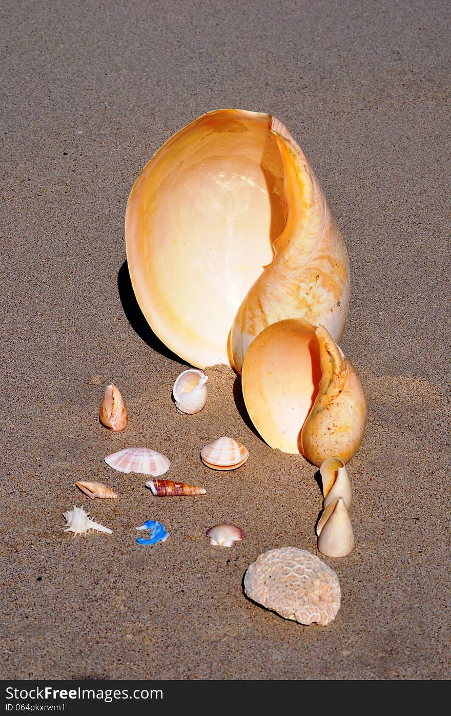 Various shells on beach sand. Various shells on beach sand