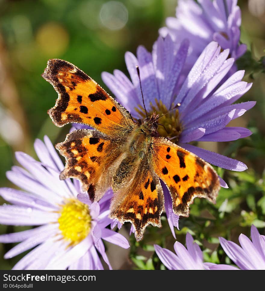 Butterfly on the flower.