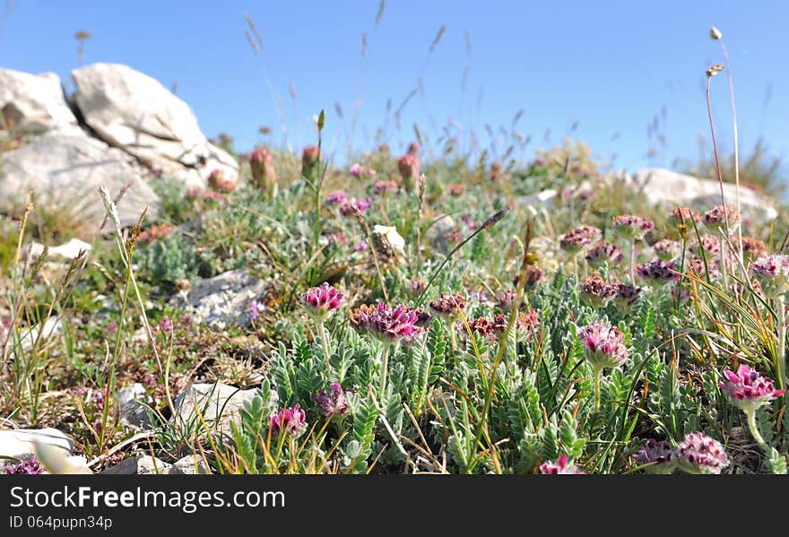 Wild flowers