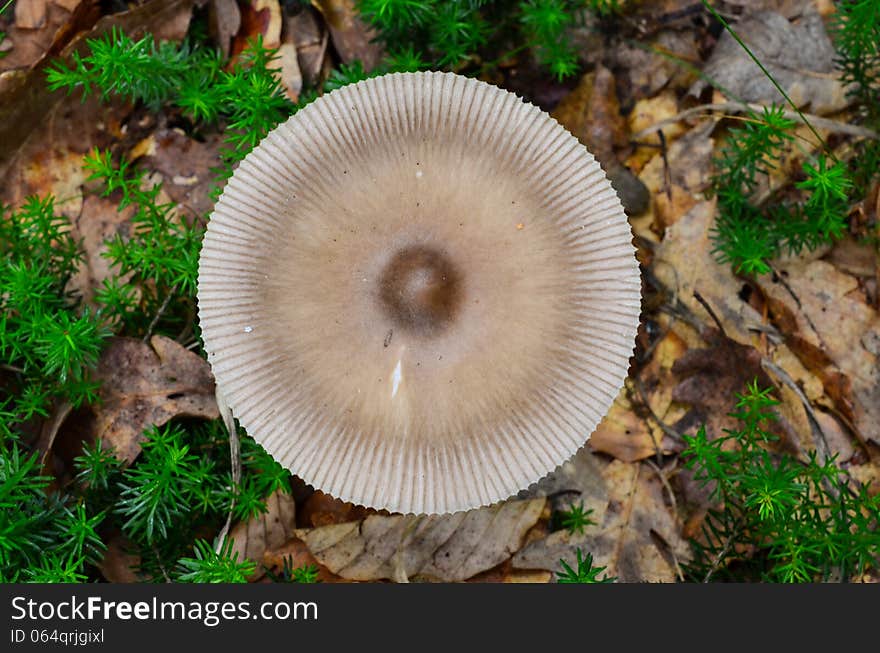 View from above of round cap of edible Amanita Mairei, or Silver Distaff mushroom in natural habitat, among green moss