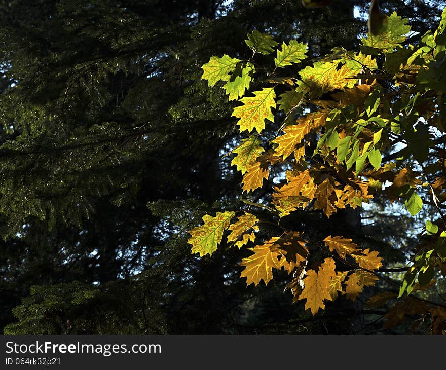 Green leaves background at the forest with great backlit of the sunlight. Leaves are belong to oak-tree. Green leaves background at the forest with great backlit of the sunlight. Leaves are belong to oak-tree.