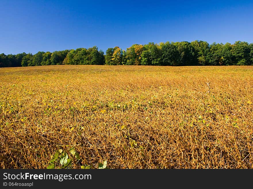 Soy Bean Field