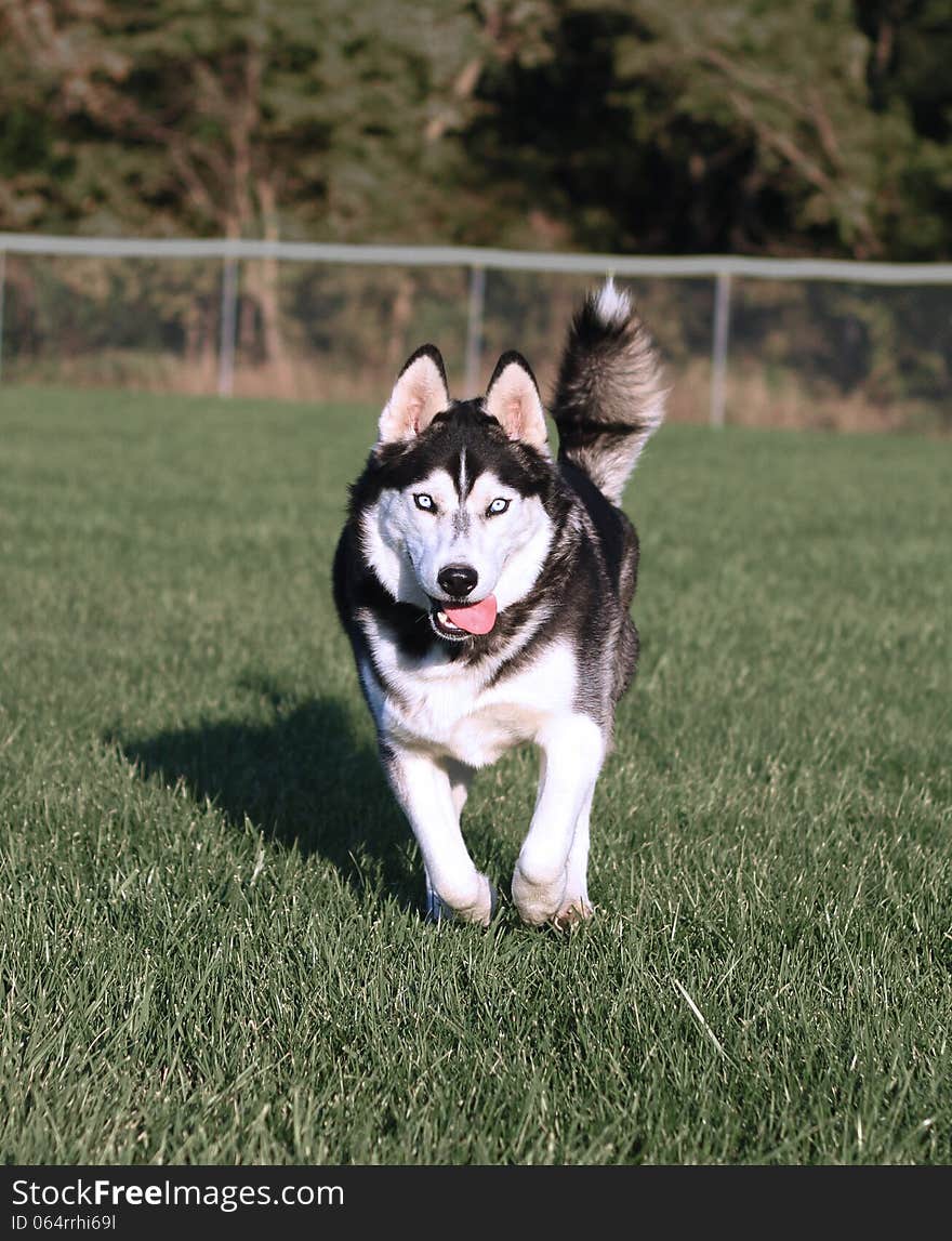 Happy Husky Dog Running