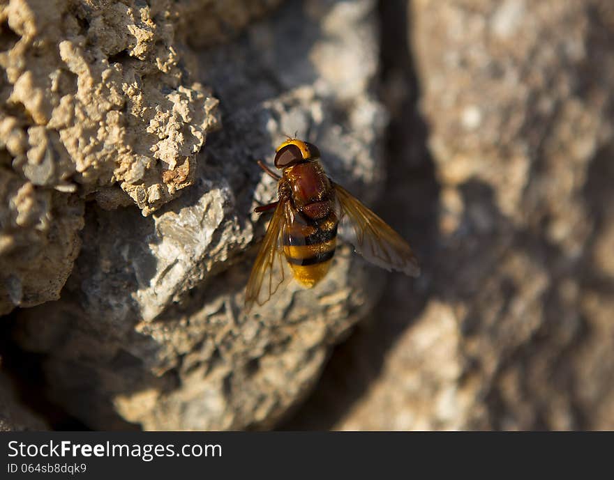 Bumblebee On A Rock