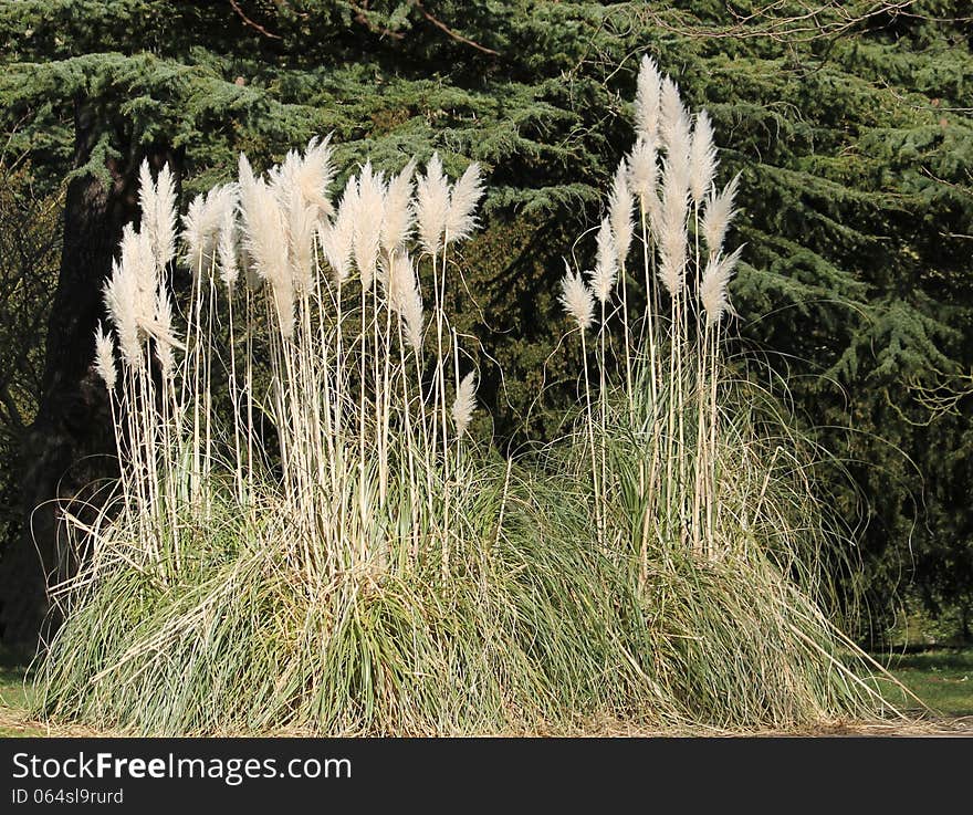 Pampas Grass.