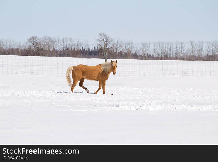 A Gold Colored Horse Walking Across Snow