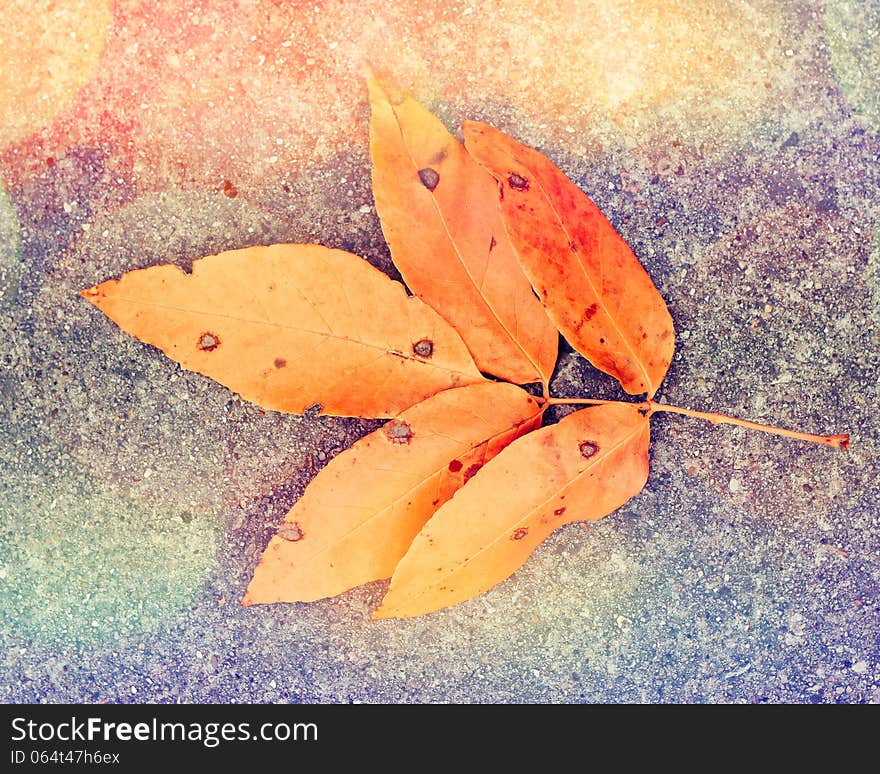 Autumn leaf on the ground