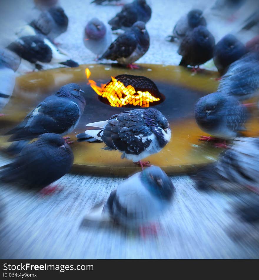 Doves on city square by fire