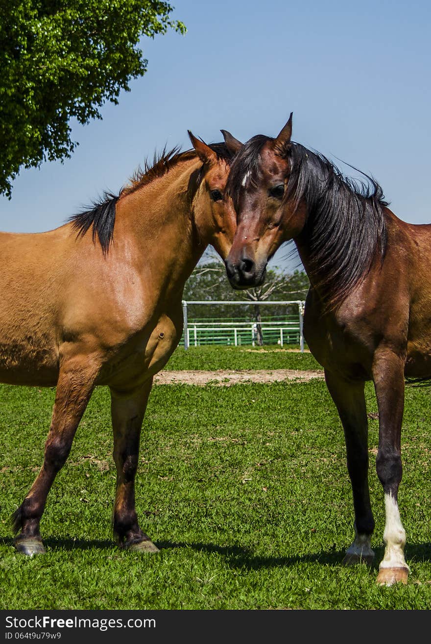 Two horses that looks like to have one head. Two horses that looks like to have one head