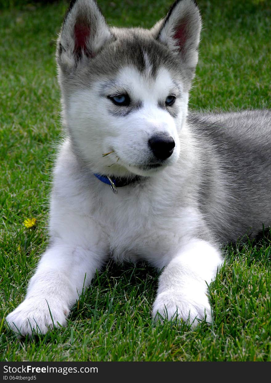 Cute husky puppy