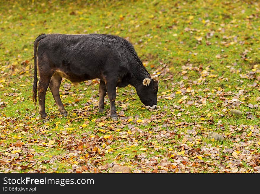 Grazing in a pasture in the autumn