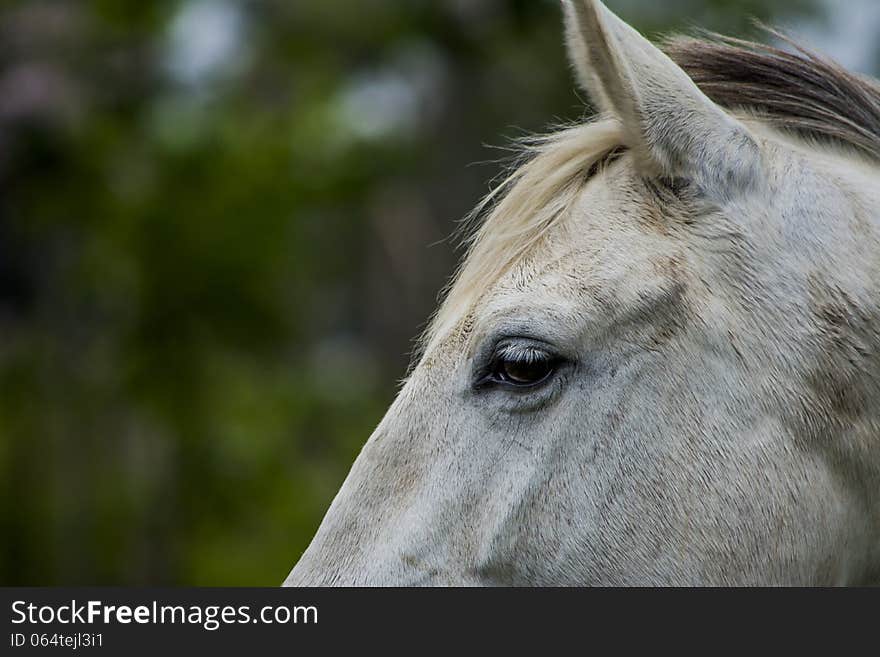 Horse meditation with green background