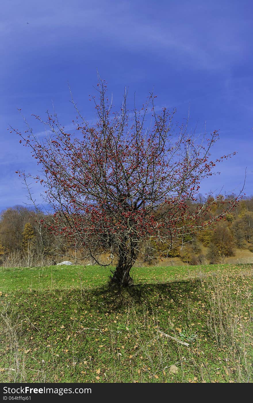 Small hawthorn