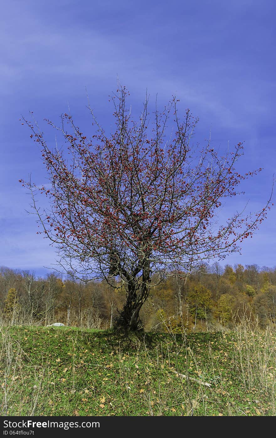 Small hawthorn