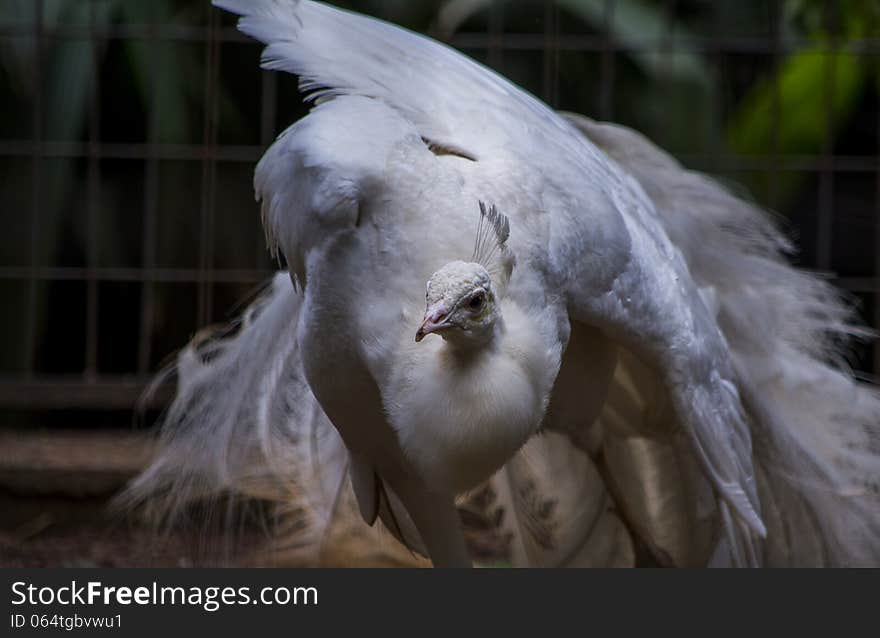 White Peacock dancing a courtship