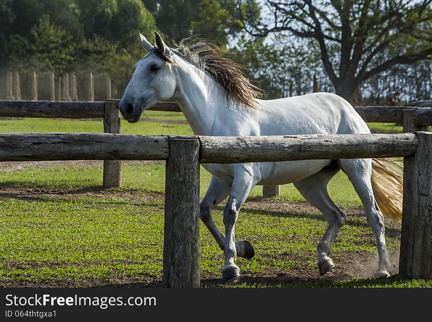 Horse dressage on green grass