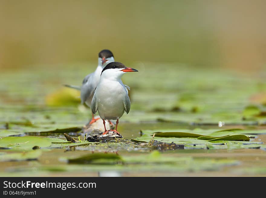 Common tern