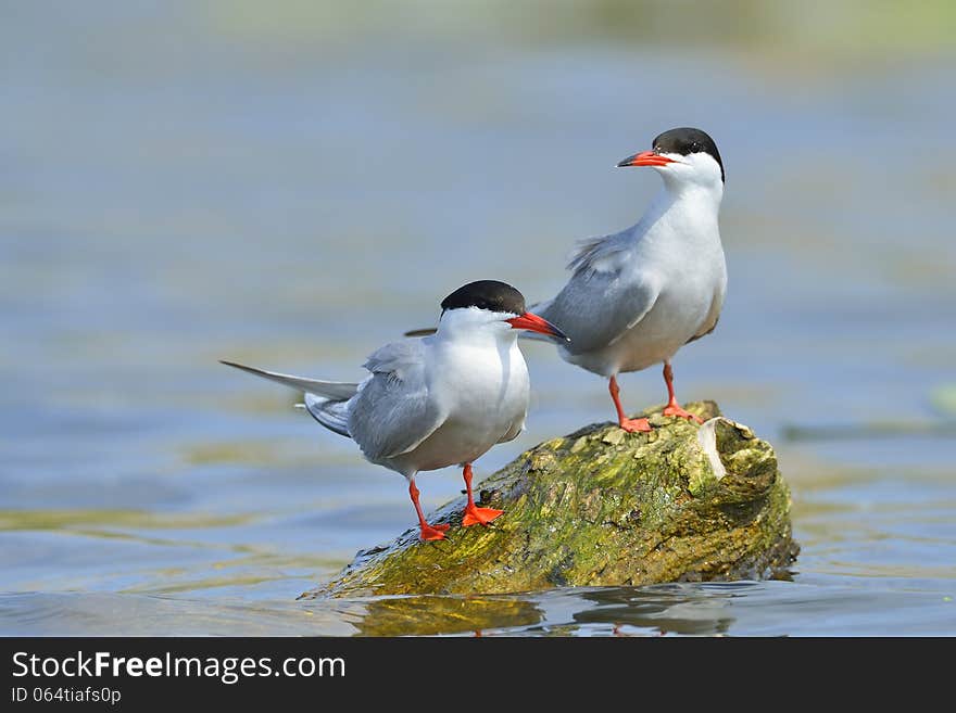 Common tern (sterna hirundo)