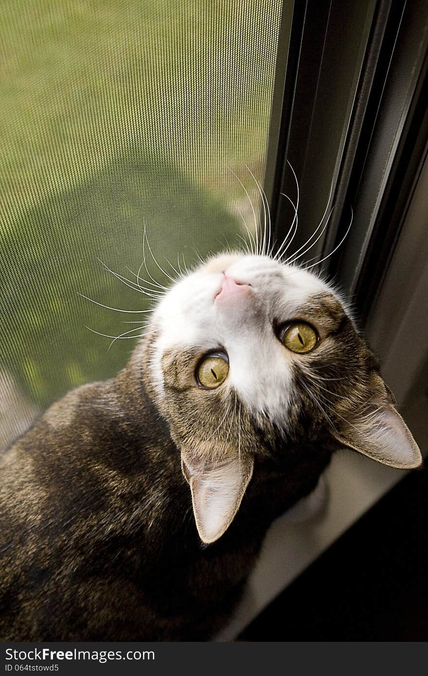 Green eyed tabby cat in window looking up at photographer. Green eyed tabby cat in window looking up at photographer.