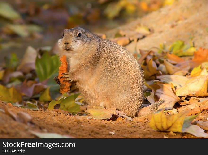 Cynomys Ludovicianus happily eating before winter sleep