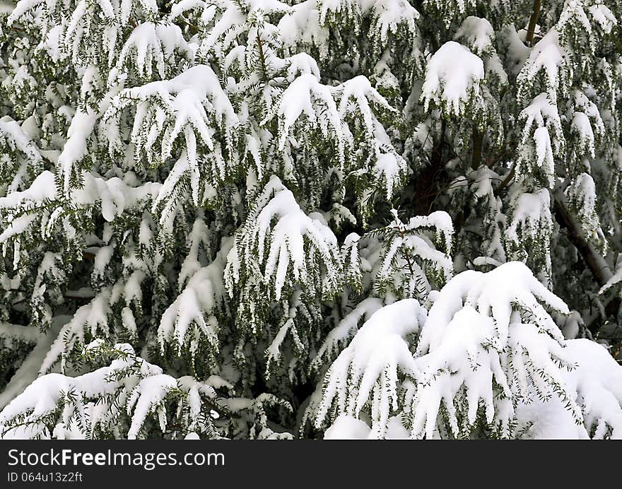 Leylandi hedge  Snow Abstract Texture