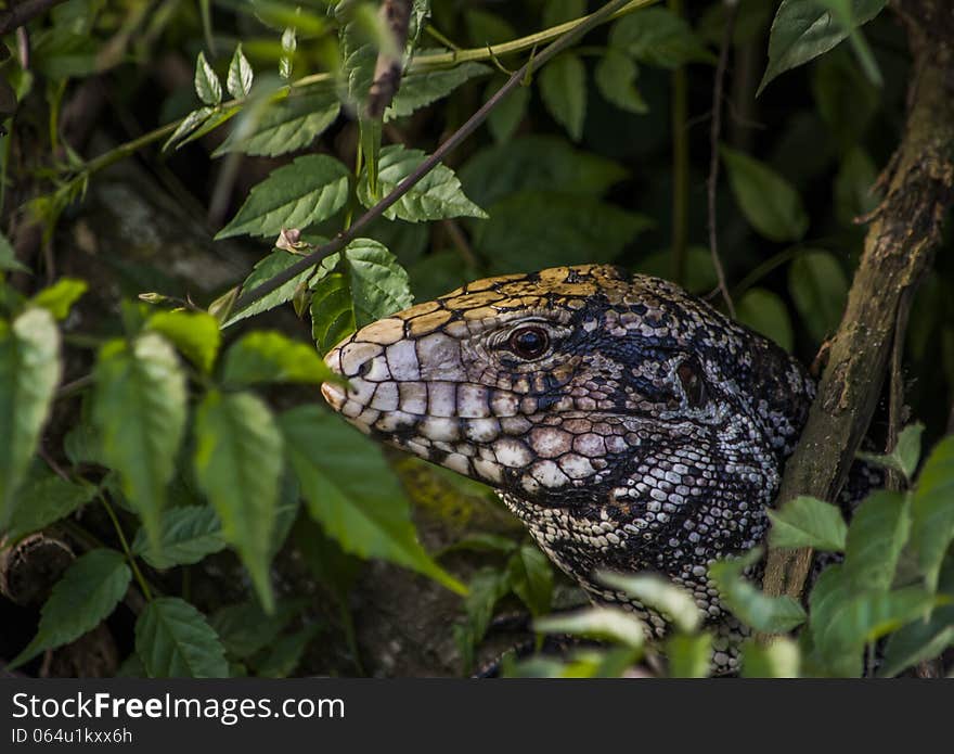 Lizard on tropical forest among leaves. Lizard on tropical forest among leaves