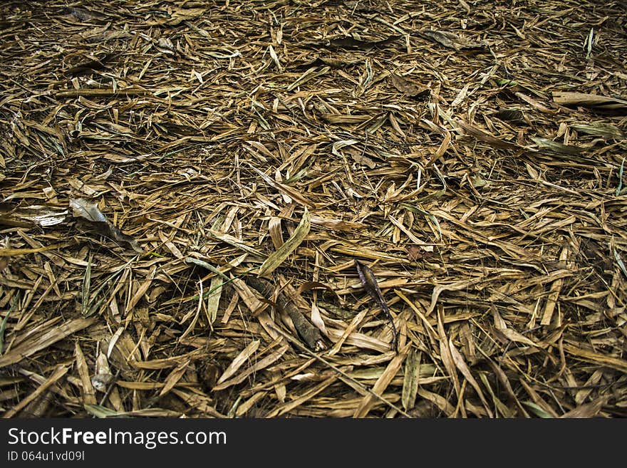 Scarry ground covered with dead leaves