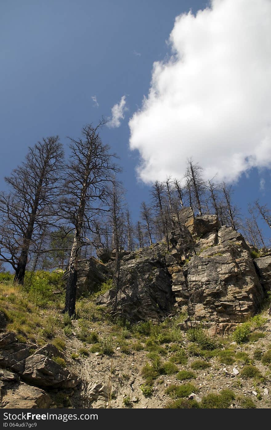 Dead trees on the hilltop - the remains of recent fire in central British Columbia. Dead trees on the hilltop - the remains of recent fire in central British Columbia