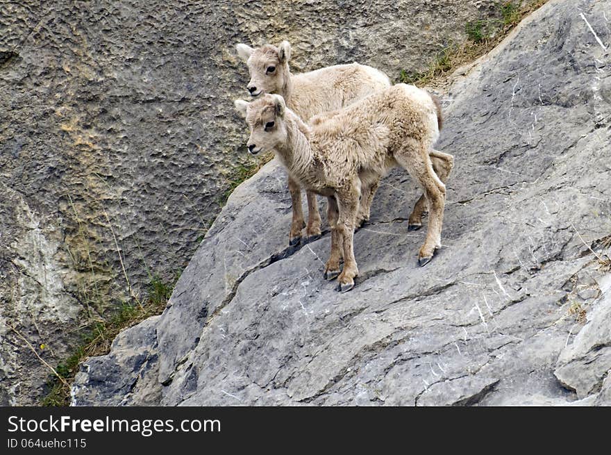 Two young mountain goats standing on a rock face, scratches on the rocks are from their hooves