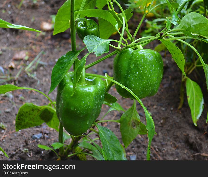 Green Peppers ready for picking in garden. Green Peppers ready for picking in garden.