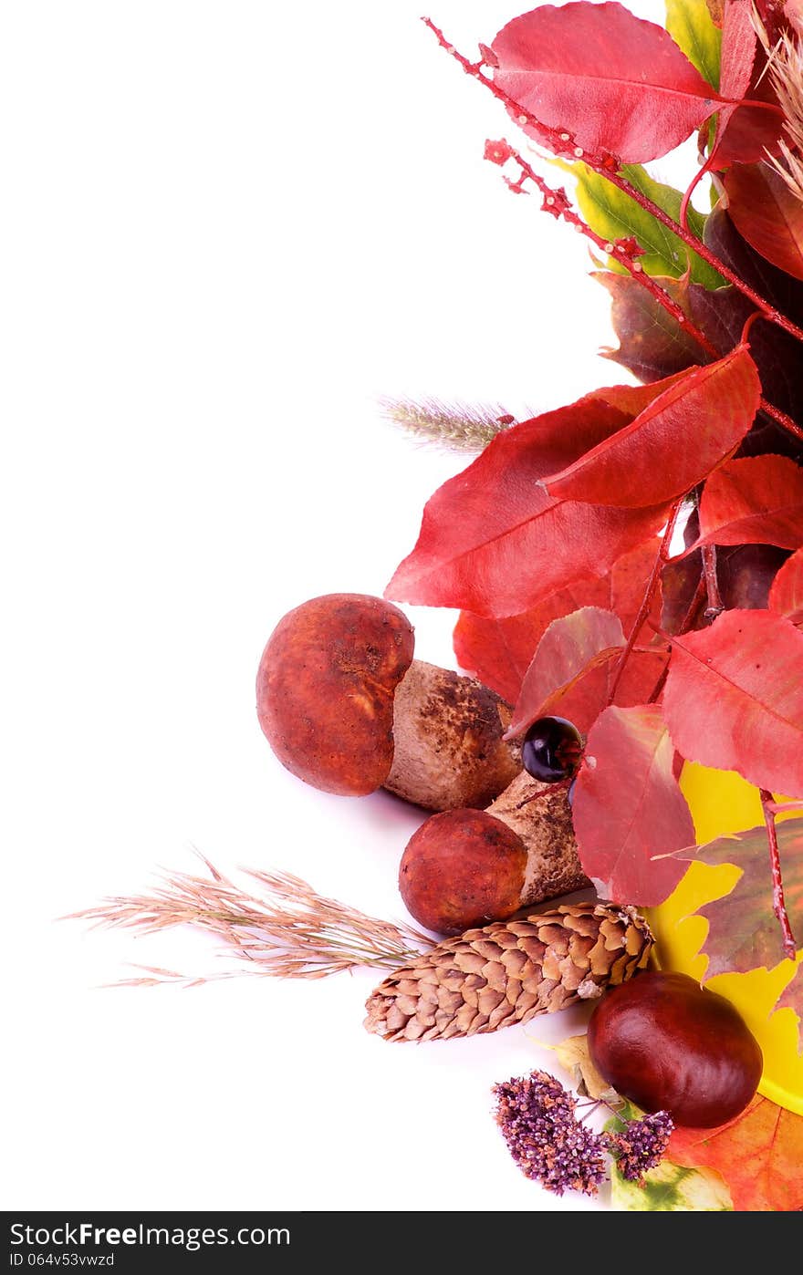 Frame of of Autumn Maple Leafs, Sambucus Nigra Leafs, Dry Grass, Fir Cones, Berries and Forest Mushrooms isolated on white background. Frame of of Autumn Maple Leafs, Sambucus Nigra Leafs, Dry Grass, Fir Cones, Berries and Forest Mushrooms isolated on white background