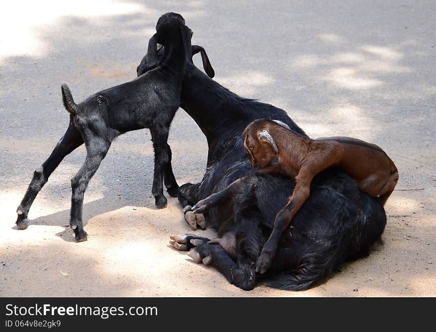 Goat with the little kids relaxing on the road side. Goat with the little kids relaxing on the road side