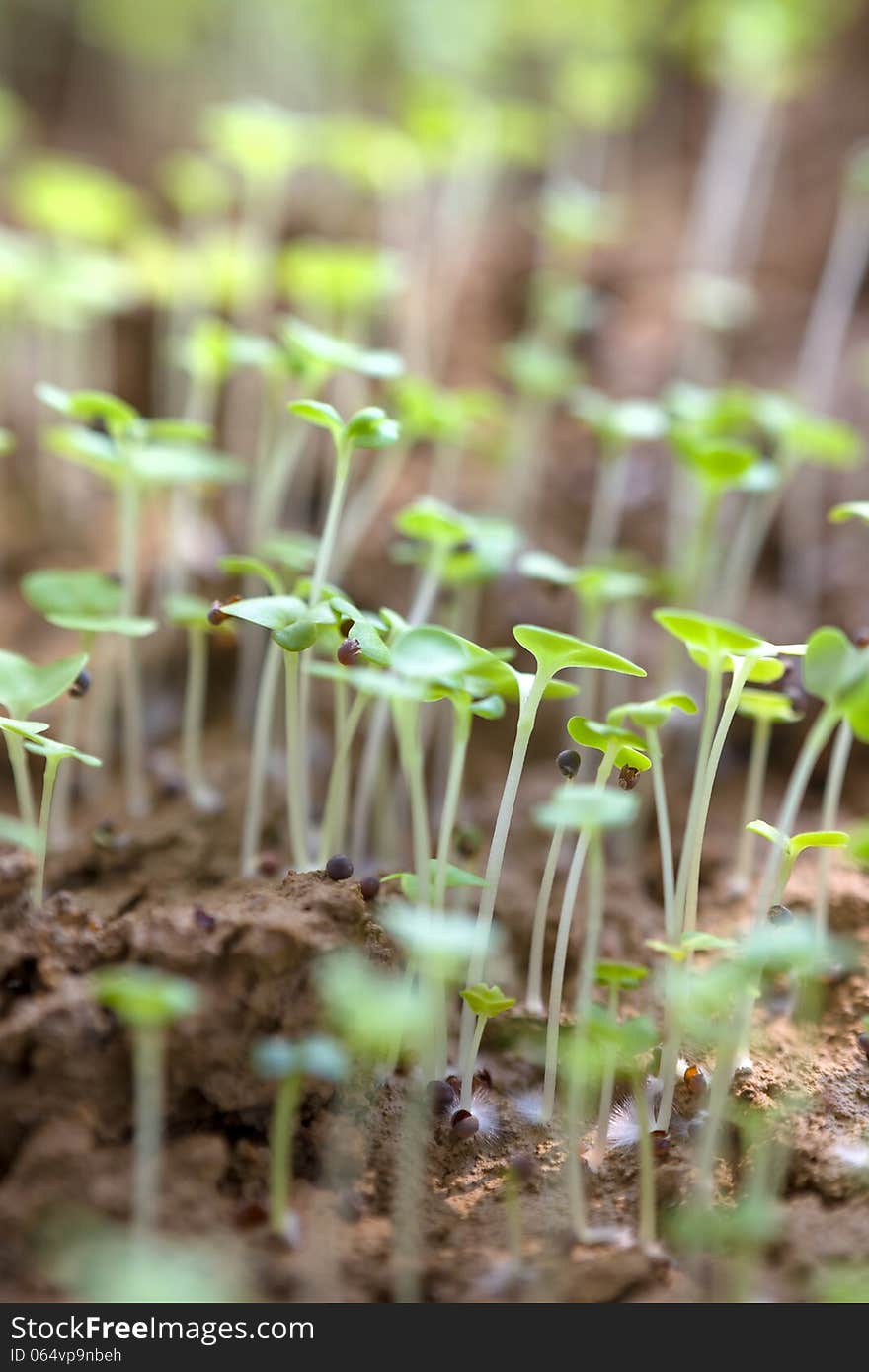 Plant Sprouts Growing Out Of Soil