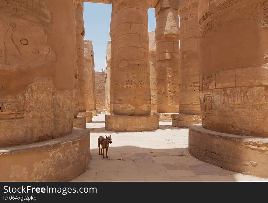 The dog hides from the sun in a shadow of huge columns in the Karnak Temple. The dog hides from the sun in a shadow of huge columns in the Karnak Temple