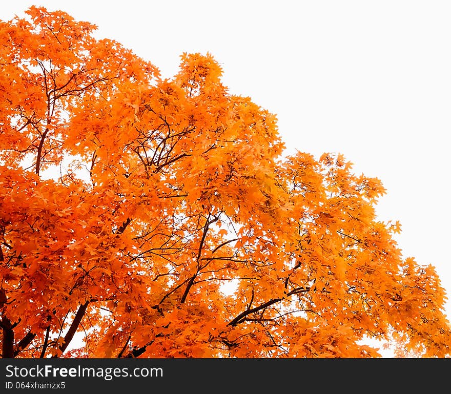 Photo tree against the bright sky late autumn. Photo tree against the bright sky late autumn