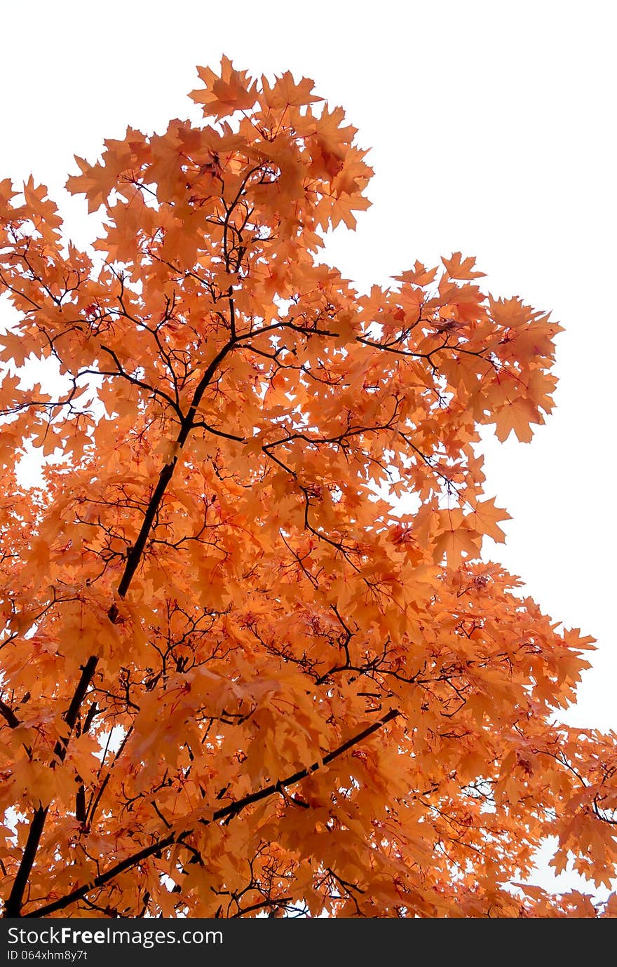 Photo tree against the bright sky late autumn. Photo tree against the bright sky late autumn