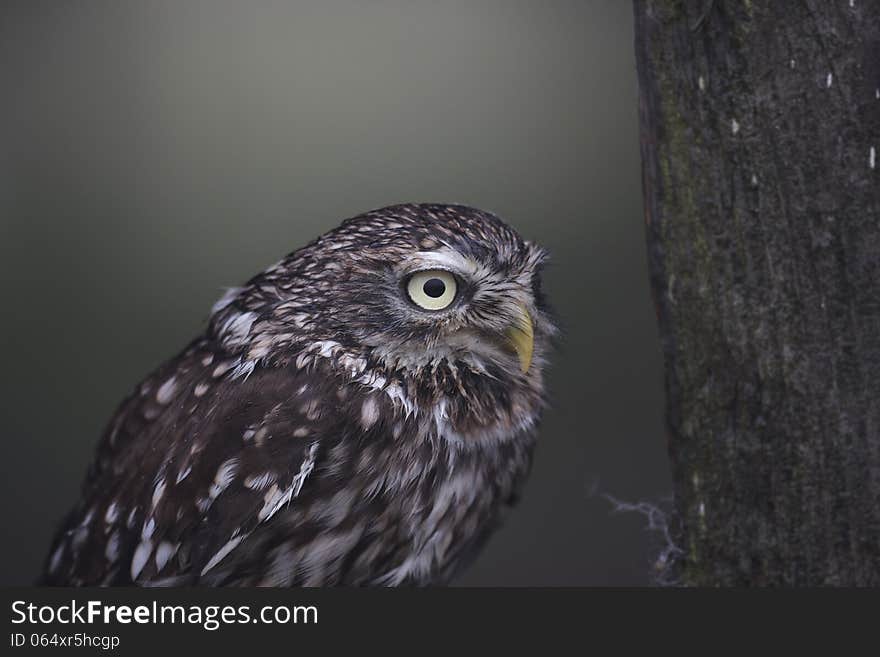 A wet captive Little Owl on a door.