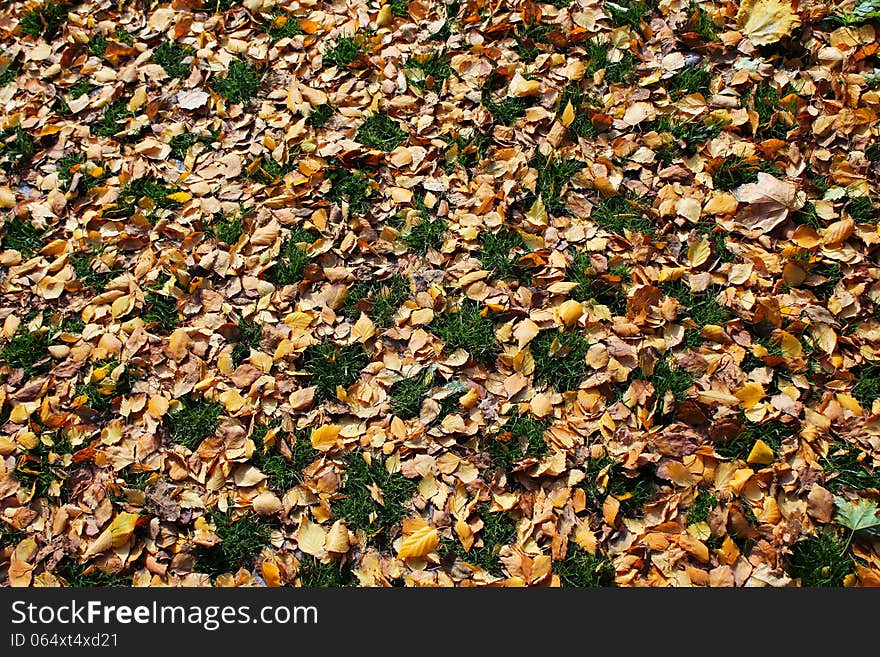 Green grass spots between fallen autumn leaves