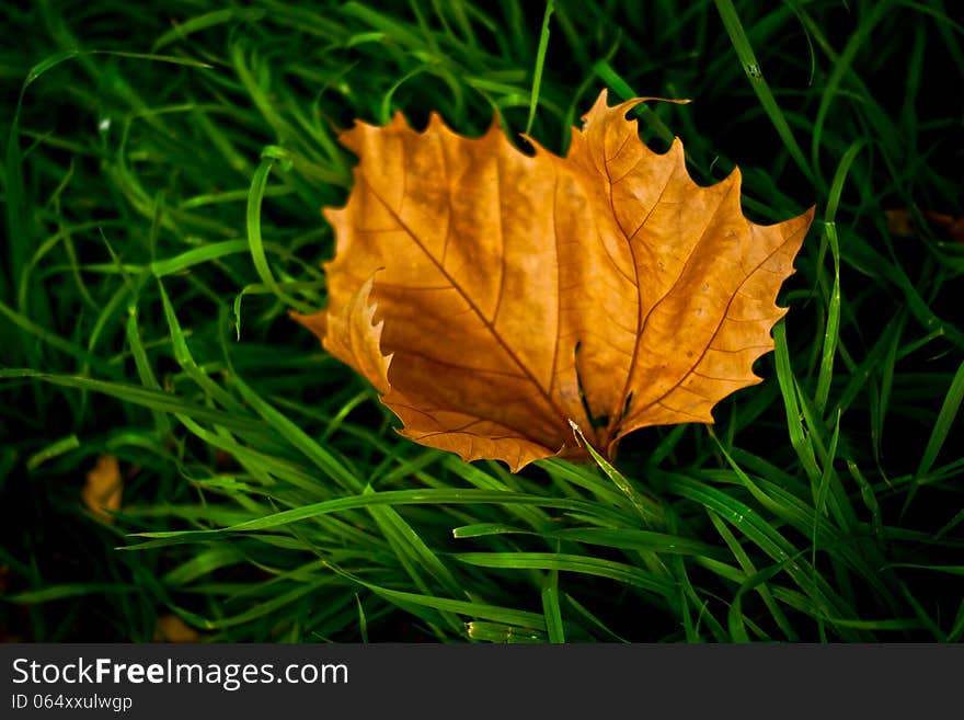 Autumn Leaf