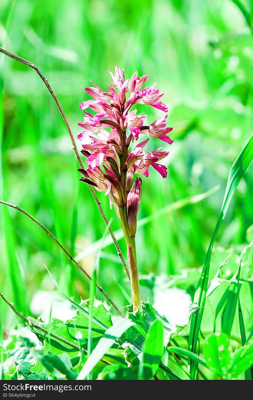 Drimia maritima in grenn grass