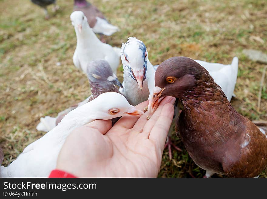 Feed Pigeons