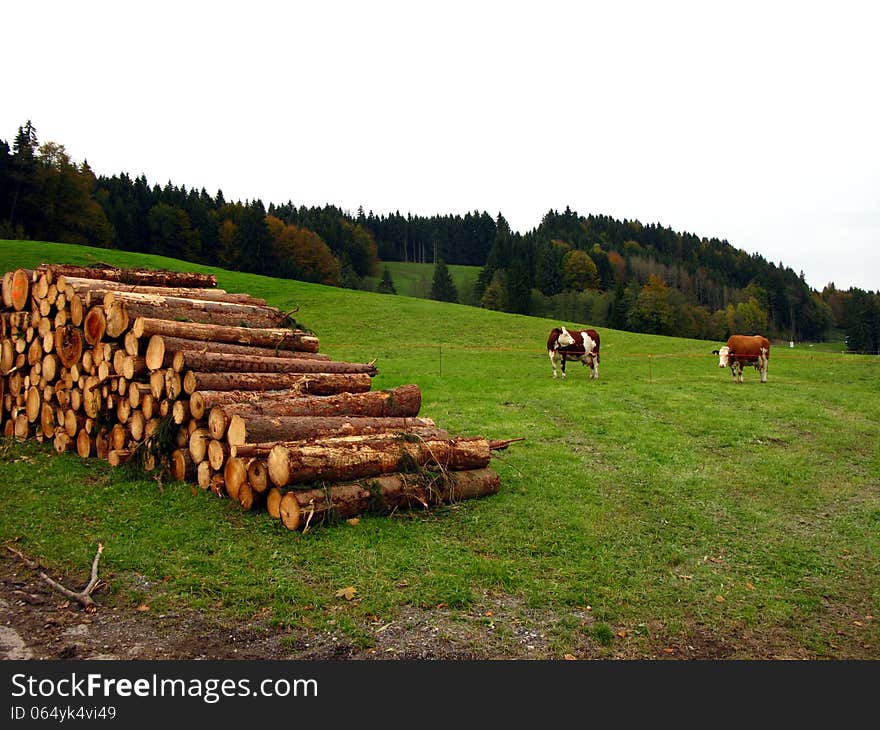 Cows and Logs on Field in Alps, Germany. Cows and Logs on Field in Alps, Germany