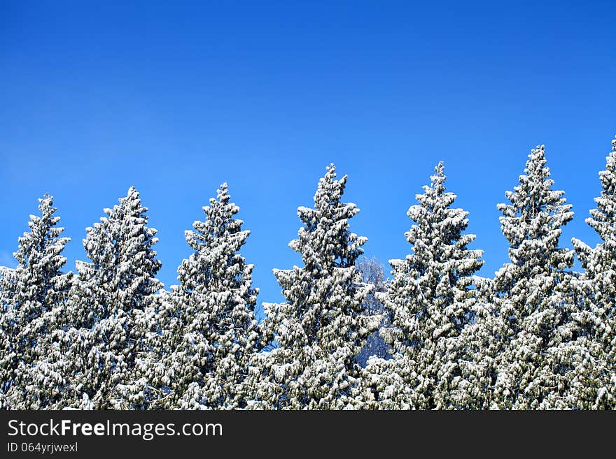 Seven icy trees in a row icy covered with snow,