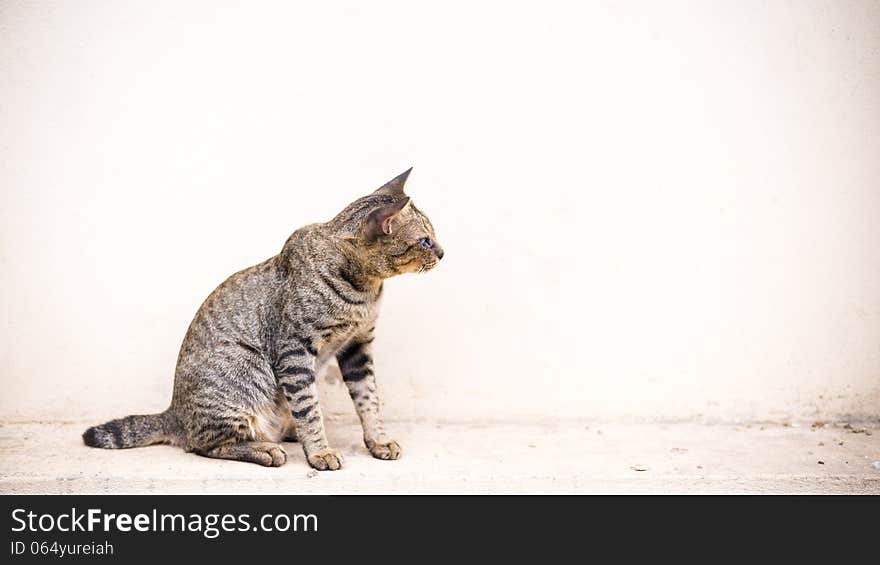 Cat sitting front of empty white wall. Cat sitting front of empty white wall