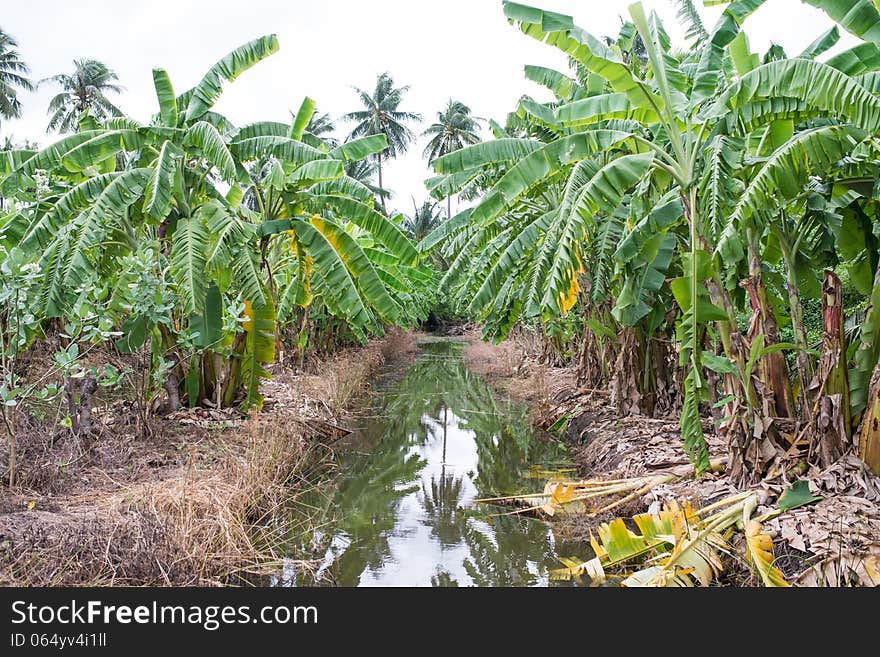 Banana tree plantation