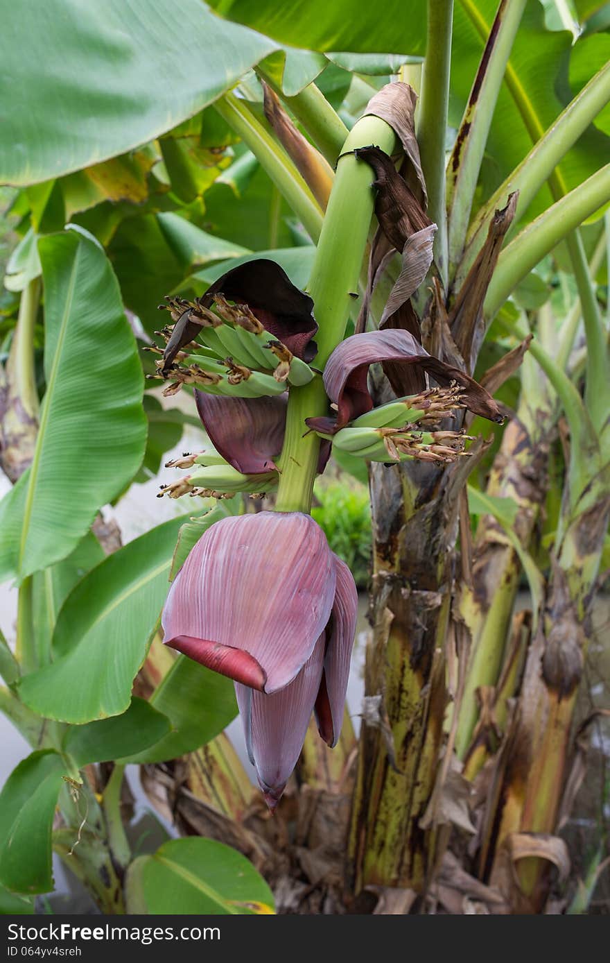 Banana flowers