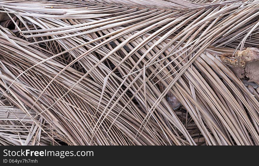 Dried Coconut Palm Leaves