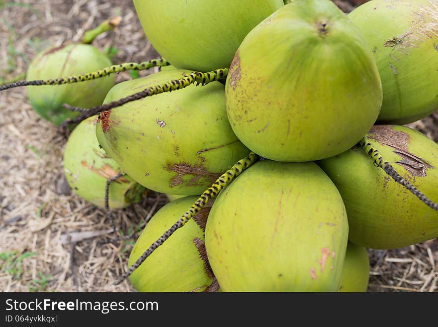 Bunch Of Coconuts