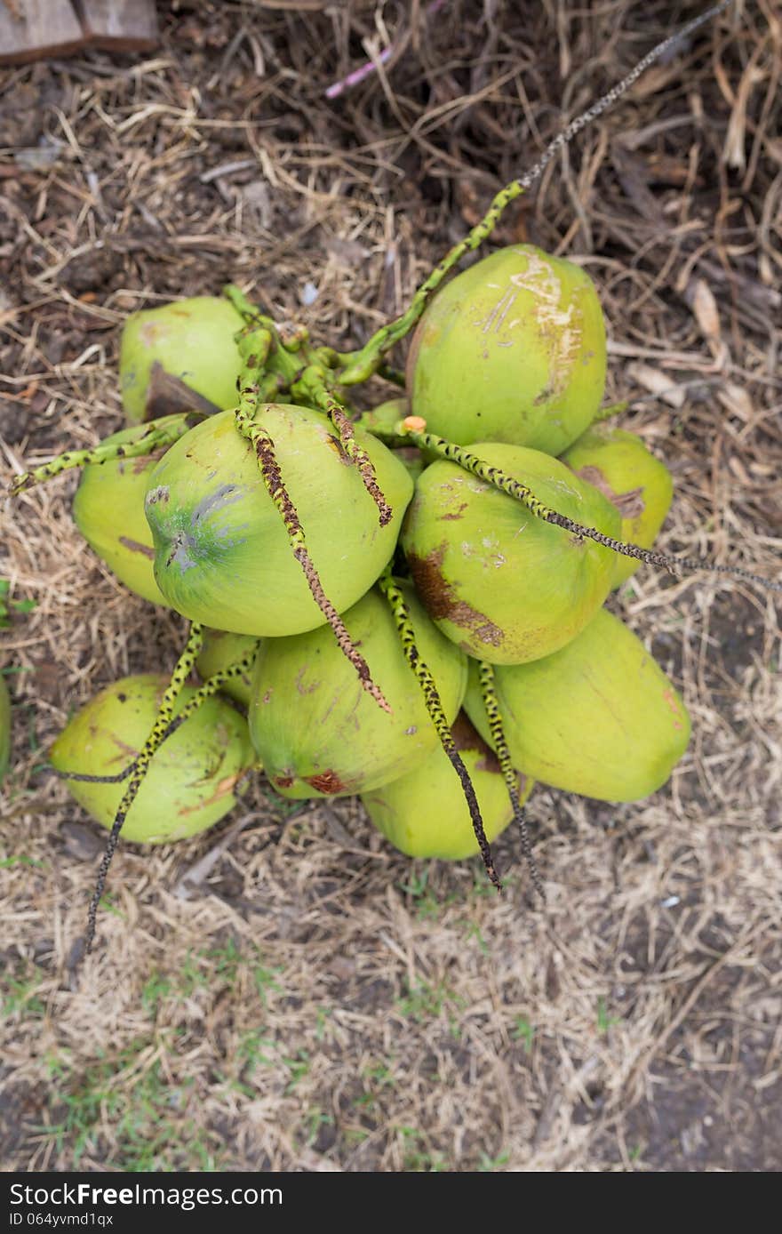 Green coconuts